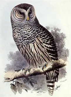 Lear: Great Gray Owl