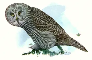 Agassiz: Great Gray Owl