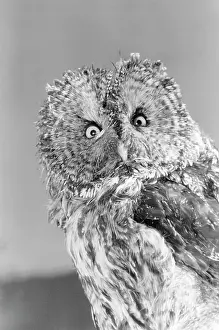 Nebulosa: Great Gray Owl Strix Nebulosa