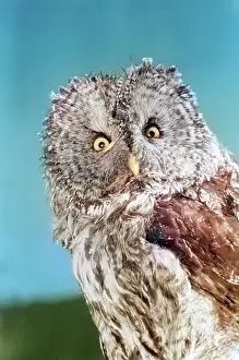 Lan001: Great Gray Owl Strix Nebulosa Staring Looking