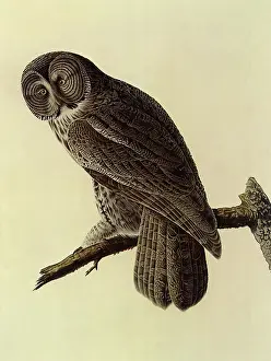 Nebulosa: Great Grey Owl