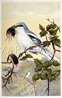 Lanius: GREAT GREY SHRIKE