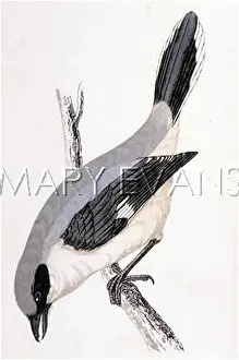 Lanius: GREAT GREY SHRIKE