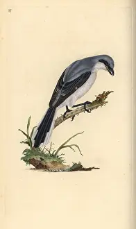 Shrike: Great grey shrike, Lanius excubitor