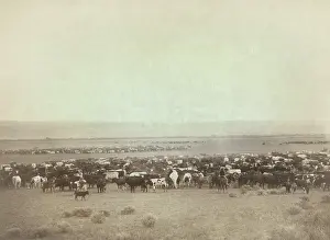 Lcgr1711: Great heads of cattle replaced the Buffalo on the