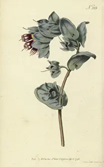 William Curtis: Great honeywort, Cerinthe major