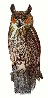 Proudly: Great Horned Owl