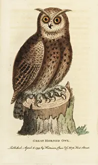 Bubo: Great horned owl, Bubo virginianus