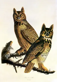 Owls: Great Horned Owl (Bubo virginianus)