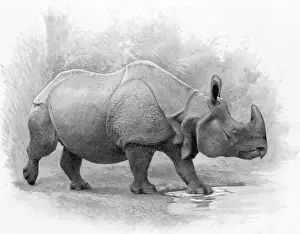 Oct18: Great Indian Rhinoceros, 1899