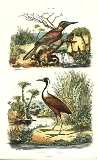 Spinosa: Great jacamar, Jacamerops aureus, and northern