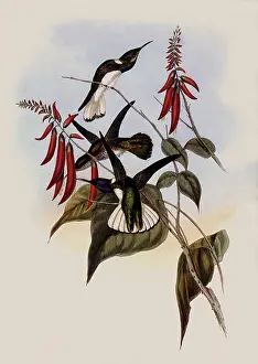 Jacobin: Great Jacobin, Florisuga Flabellifera