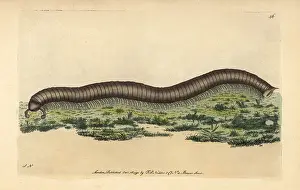 Millipede: Great julus millipede, Julus maximus Giant