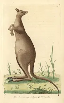 Macropus: Great kanguroo or eastern grey kangaroo, Macropus giganteus