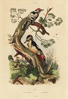 Fries: Great and lesser spotted woodpeckers