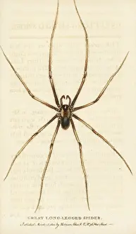 Long Legged: Great long-legged spider