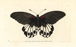 Memnon: Great mormon butterfly, Papilio memnon