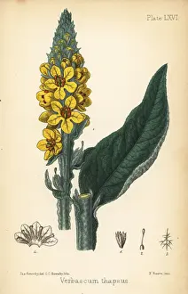 Homeopathy: Great mullein, Verbascum thapsus