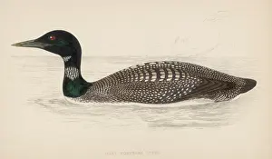 Ember: GREAT NORTHERN DIVER