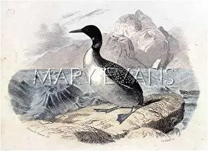Ember: GREAT NORTHERN DIVER