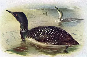 Loon: Great Northern Diver (Gavia immer)
