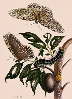 Feeds: Great Owlet Moth