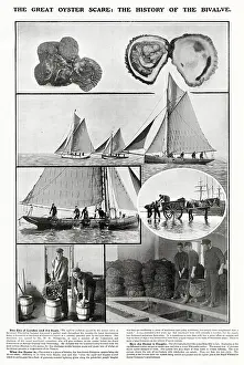 Polluted: Great Oyster Scare 1903