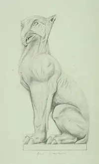 Odd Toed: Great paleotherium