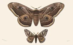 Arthropods: Great Peacock Moth and Emperor Moth
