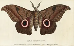 Saturnia: Great peacock moth, Saturnia pyri