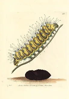 Saturnia: Great peacock moth, Saturnia pyri