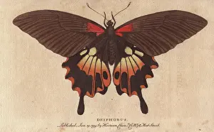1798 1802: Great peacock moth, Saturnia pyri, a native of Africa