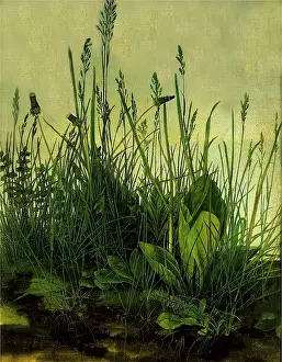 Dandelions: The Great Piece of Turf, by Albrecht Durer