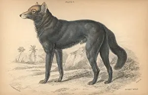 Lizars: Great Plains wolf or buffalo wolf, Canis lupus