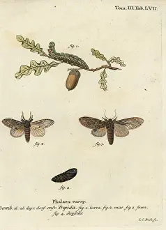 Esper: Great prominent, Peridea anceps
