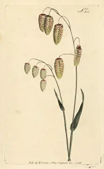 Stephen Couchman: Great quaking grass, Briza maxima