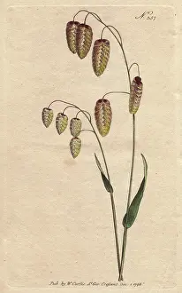 Drooping: Great quaking grass with golden seeds drooping