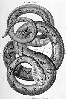 Rattlesnake: GREAT RATTLESNAKE