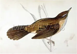 Mistakenly: GREAT REED WARBLER (M)