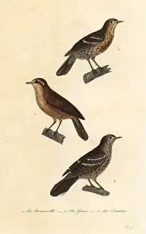 Steel Engraving: Great reed warbler, song thrush and mistle thrush
