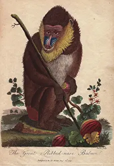 Sibly: Great ribbed-nose baboon, Mandrillus sphinx