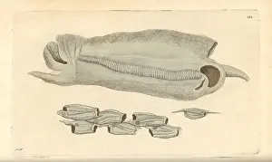 Maxima: Great salpa, Salpa maxima