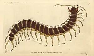 Scolopendra: Great scolopendra or centipede, Scolopendra morsitans