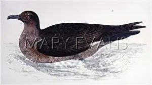 Stercorarius: GREAT SKUA (MORRIS)