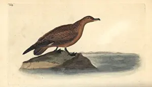 Skua: Great skua, Stercorarius skua