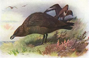 Skua: Great Skua (Stercorarius skua)
