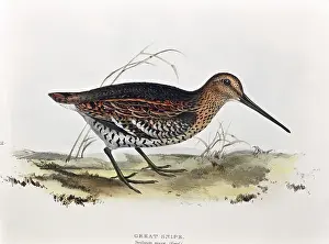 Avian: Great Snipe