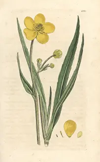 Lingua: Great spearwort, Ranunculus lingua