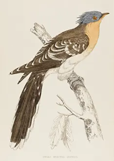 Canorus: GREAT SPOTTED CUCKOO