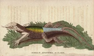 1798 1802: Great spotted lizard with a forked or double